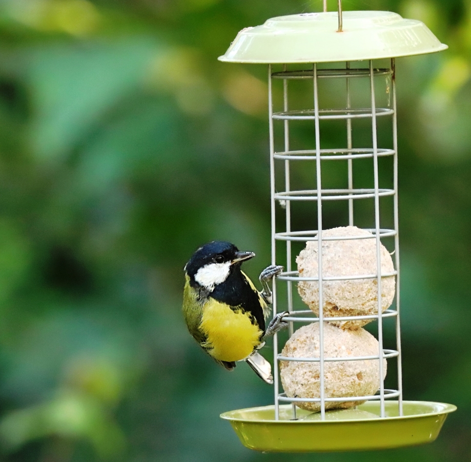 8 Tips on Choosing the Best Bird Feeders | Jollyes