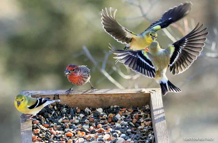 Keeping Backyard Birds Safe